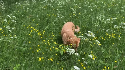 Cute Small White Dog and Short-Haired Golden Retriever in Amsterdam Forest Stock-Footage 343028859