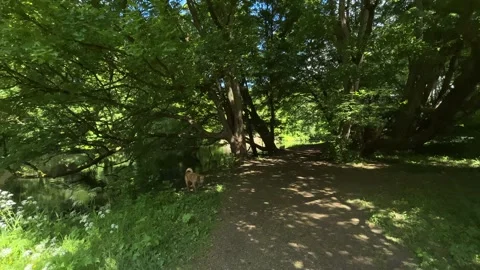 Cute Small White Dog and Short-Haired Golden Retriever in Amsterdam Forest Stock-Footage 343028938
