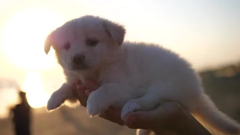 Cute small white fluffy puppy sitting on the human hand on the beach before the Stock Footage 166074079