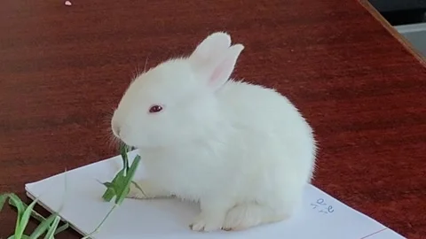 A cute, small white rabbit is eating the green grass on top of the office table. Stock Footage 305837249