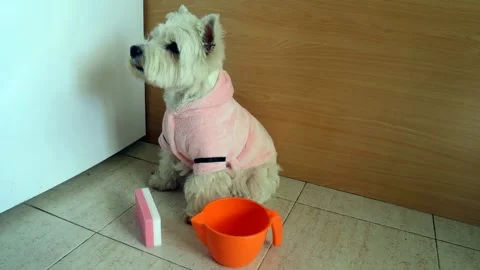 Cute small white West Terrier dog dressed in a bathrobe before getting read.. Stock Footage 337356404