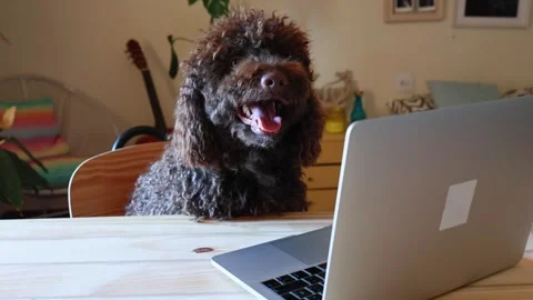 Cute smart dog working on a laptop computer at home Stock Footage 333620424