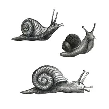 Cute snail cartoon pattern of funny ethnic drawings. Drawing by hand, pencil. Illustrazione stock