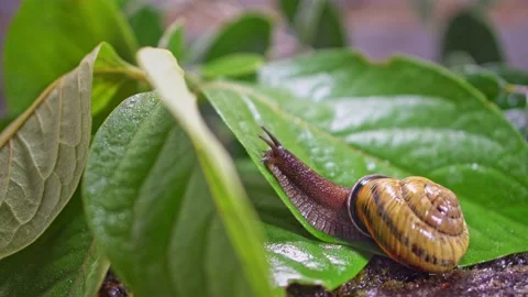 A cute snail crawls to the top on a green leaf Stock Footage 220404449