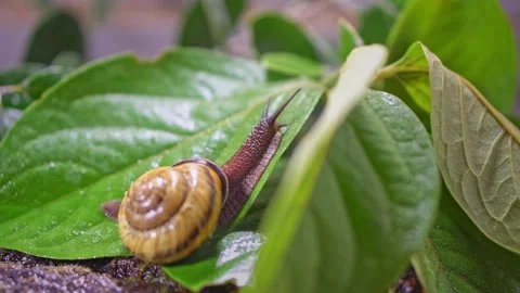 A cute snail crawls to the top on a green leaf Stock Footage 220645905