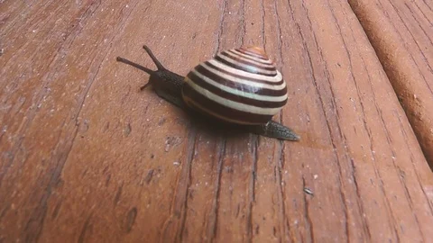 Cute snail Stockbeeldmateriaal 79101869