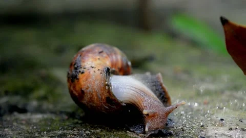 Cute snail Stock Footage 230212302