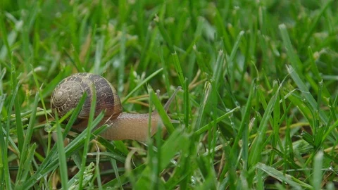 Cute snail meanders through grass Stock Footage 107240850
