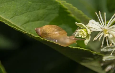 Cute Snail Stock Photos