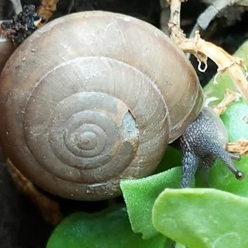 A cute snail Stock Photos