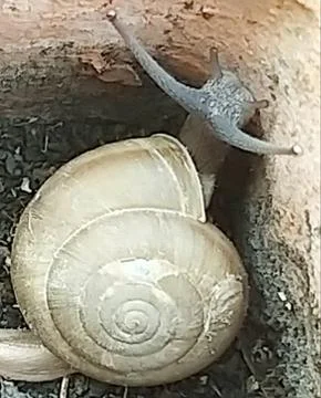 A cute snail Stock Photos