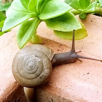 A cute snail Stock Photos