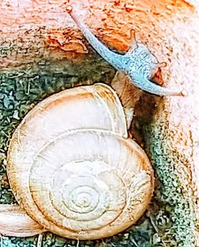 A cute snail Stock Photos