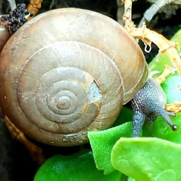 A cute snail Stock Photos