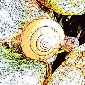 A cute snail Stock Photos