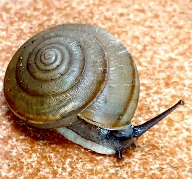 A cute snail Stock Photos
