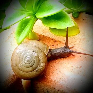 A cute snail Stock Photos