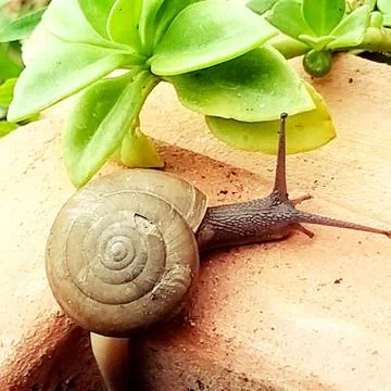 A cute snail Stock Photos