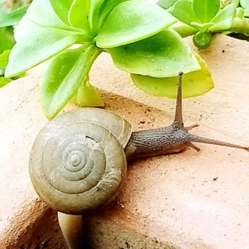 A cute snail Stock Photos