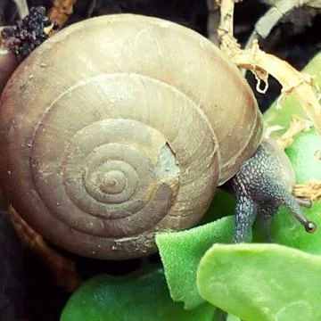 A cute snail Stock Photos