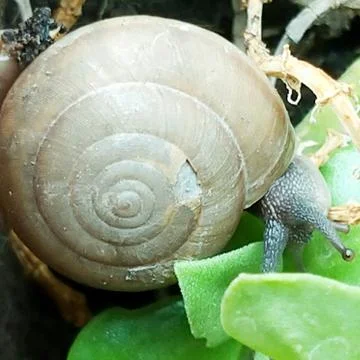 A cute snail Stock Photos