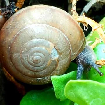 A cute snail Stock Photos