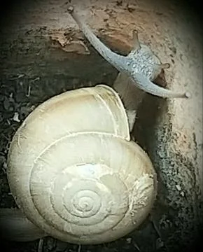 A cute snail Stock Photos