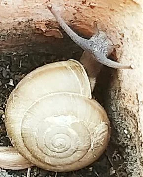 A cute snail Stock Photos