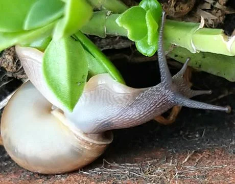 A cute snail Stock Photos