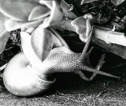 A cute snail Stock Photos