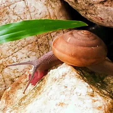 A cute snail Stock Photos