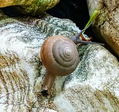 A cute snail Stock Photos