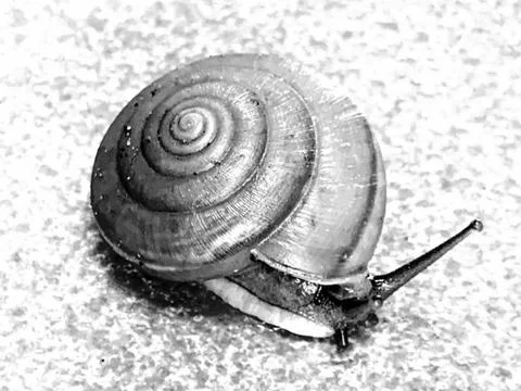 A cute snail Stock Photos