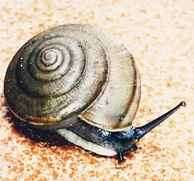 A cute snail Stock Photos