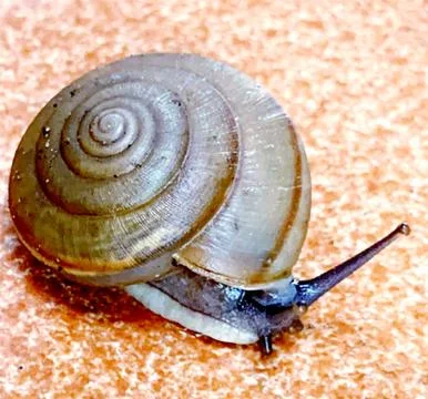 A cute snail Stock Photos