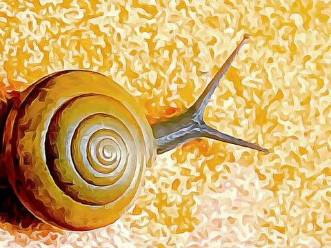 A cute snail Stock Photos