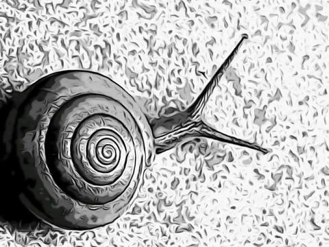 A cute snail Stock Photos