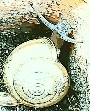 A cute snail Stock Photos