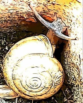 A cute snail Stock Photos