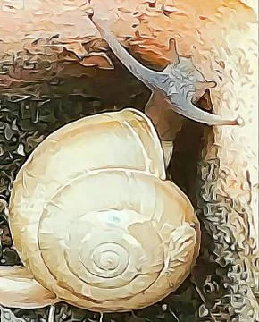 A cute snail Stock Photos