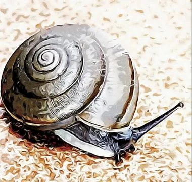 A cute snail Stock Photos