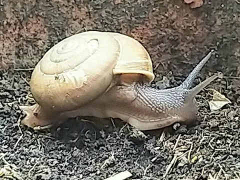 A cute snail Stock Photos