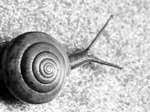 A cute snail Stock Photos