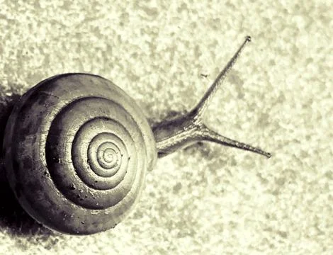 A cute snail Stock Photos