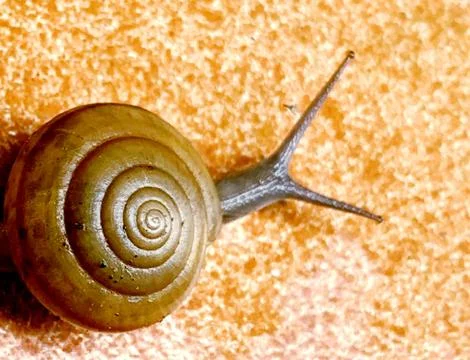 A cute snail Stock Photos