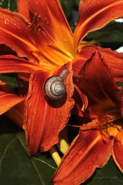 A cute snail with a shell on a blade of grass crawls to a beautiful red-orange Stock Photos
