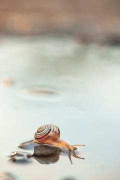 Cute snails reflection in the water. Shell macro, close-up image. Mirrored on Stock Photos
