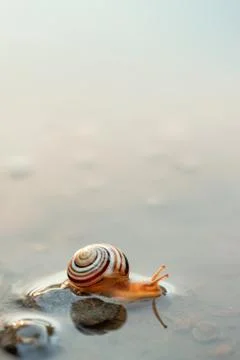 Cute snails reflection in the water. Shell macro, close-up image. Mirrored on Stock Photos