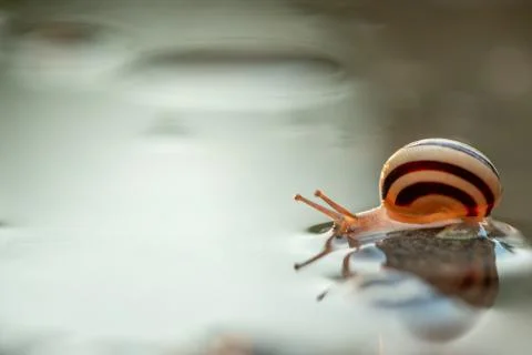 Cute snails reflection in the water. Shell macro, close-up image. Mirrored on Stock Photos
