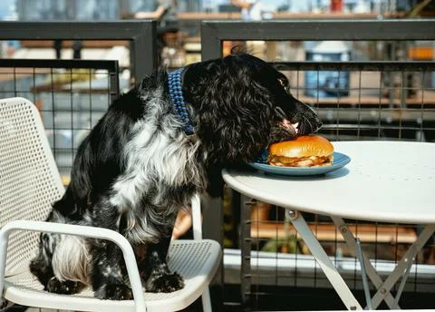 Cute spaniel eats burger sitting at table in cafe. Animal theme. Cute animals Stock Photos